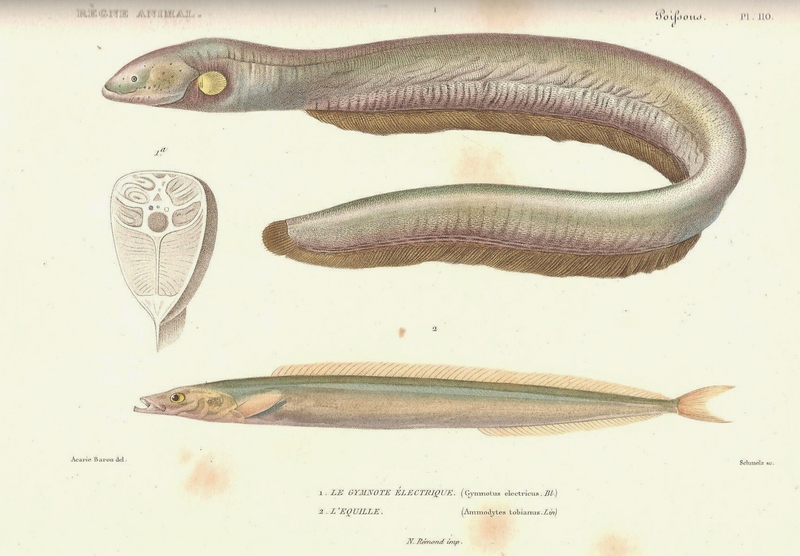 electric eel (Electrophorus electricus), lesser sand eel (Ammodytes tobianus); DISPLAY FULL IMAGE.