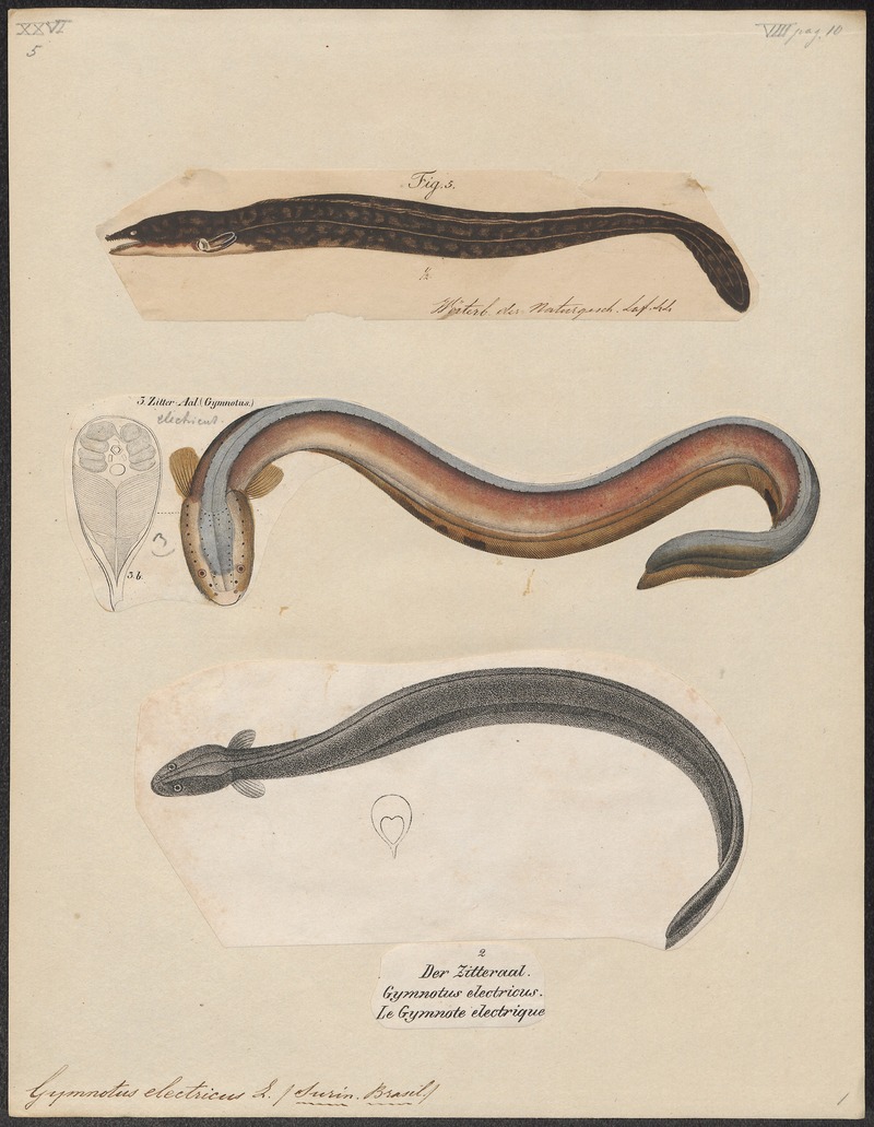 electric eel (Electrophorus electricus); DISPLAY FULL IMAGE.