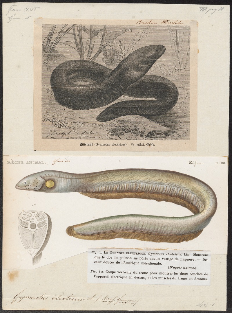 electric eel (Electrophorus electricus); DISPLAY FULL IMAGE.