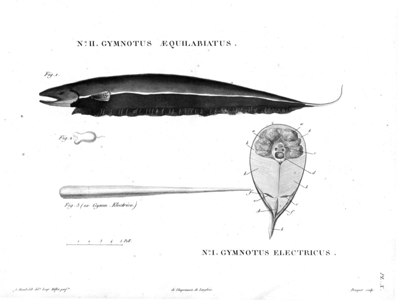 blue-green knifefish (Sternopygus aequilabiatus), electric eel (Electrophorus electricus); DISPLAY FULL IMAGE.