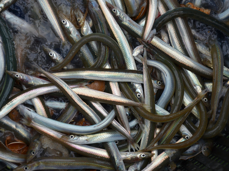 lesser sand eel (Ammodytes tobianus); DISPLAY FULL IMAGE.