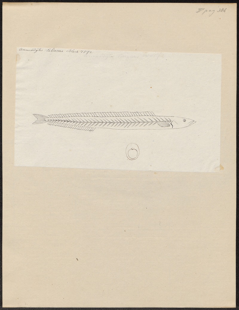 lesser sand eel (Ammodytes tobianus); DISPLAY FULL IMAGE.