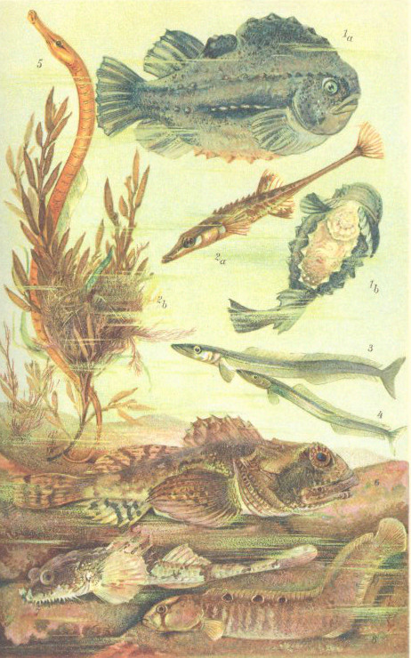 lumpsucker (Cyclopterus lumpus), sea stickleback (Spinachia spinachia), great sand eel (Hyperoplus lanceolatus), lesser sand eel (Ammodytes tobianus), snake pipefish (Entelurus aequoreus), shorthorn sculpin (Myoxocephalus scorpius), hooknose (Agonus cataphractus), rock gunnel (Pholis gunnellus); Image ONLY