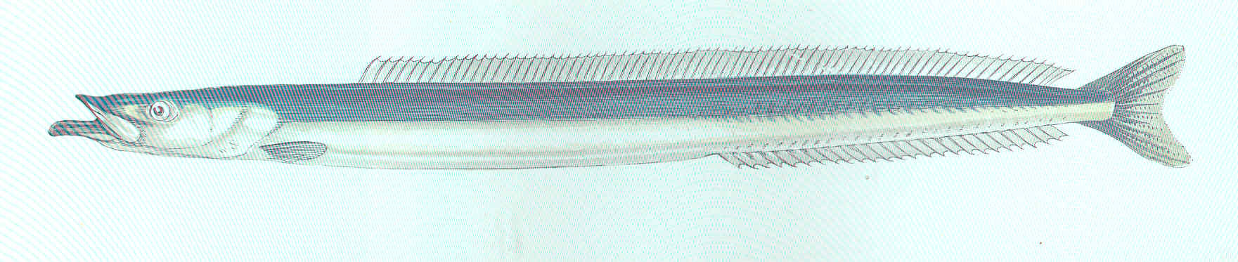 lesser sand eel (Ammodytes tobianus); Image ONLY