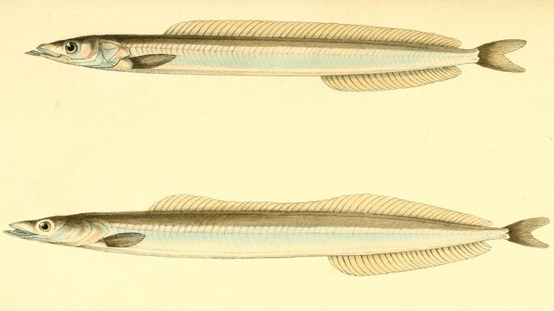 lesser sand eel (Ammodytes tobianus), Mediterranean sand eel (Gymnammodytes cicerelus); DISPLAY FULL IMAGE.