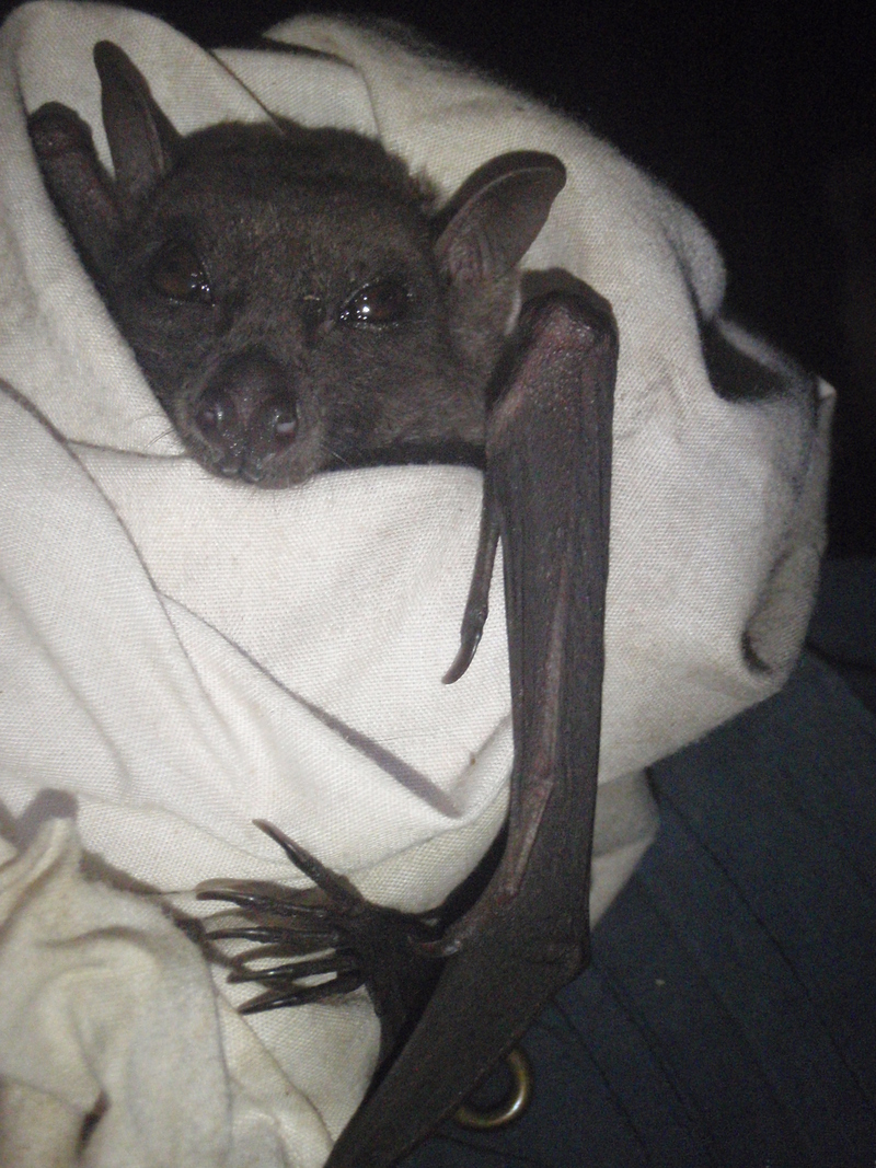 Angolan fruit bat, Angolan rousette (Lissonycteris angolensis); DISPLAY FULL IMAGE.