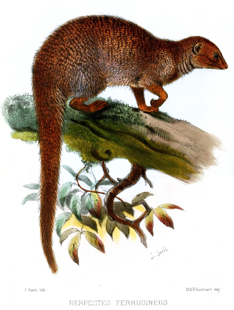 Indian grey mongoose (Herpestes edwardsii ferrugineus); DISPLAY FULL IMAGE.
