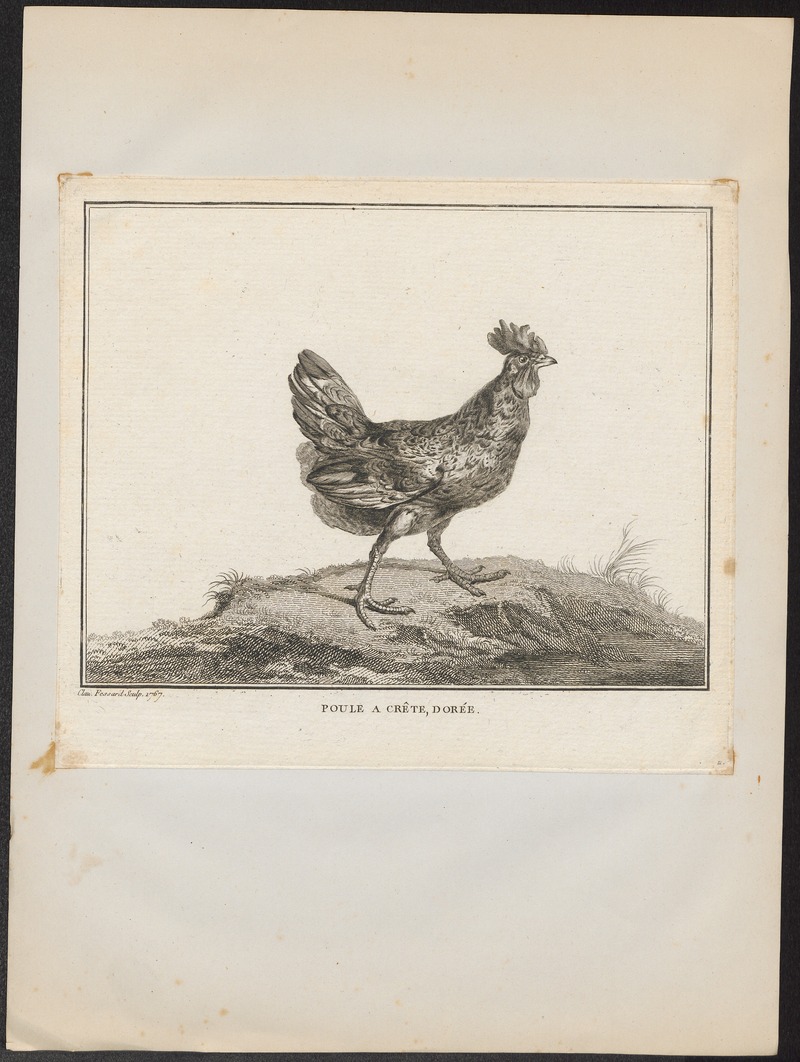domestic chicken (Gallus gallus domesticus); DISPLAY FULL IMAGE.