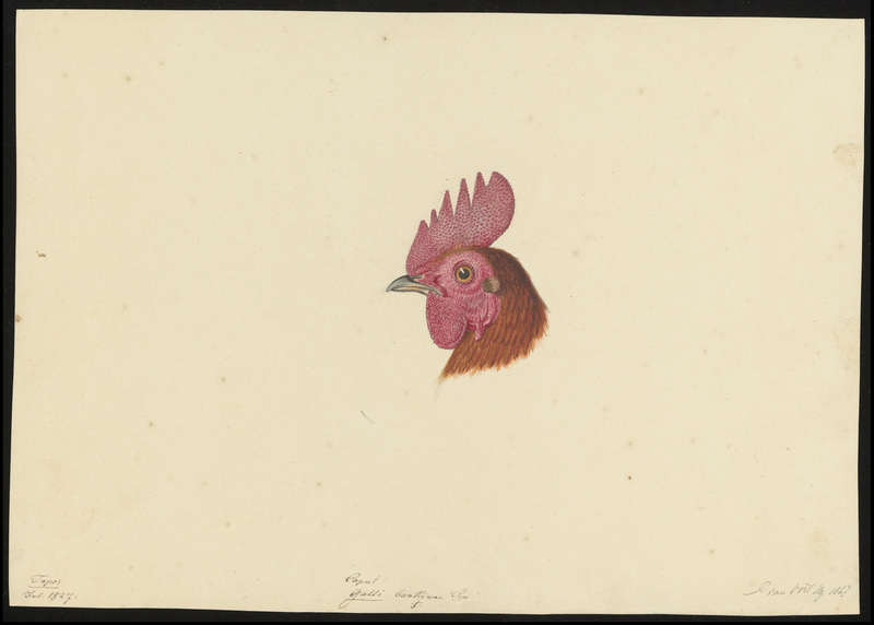 red junglefowl (Gallus gallus); DISPLAY FULL IMAGE.