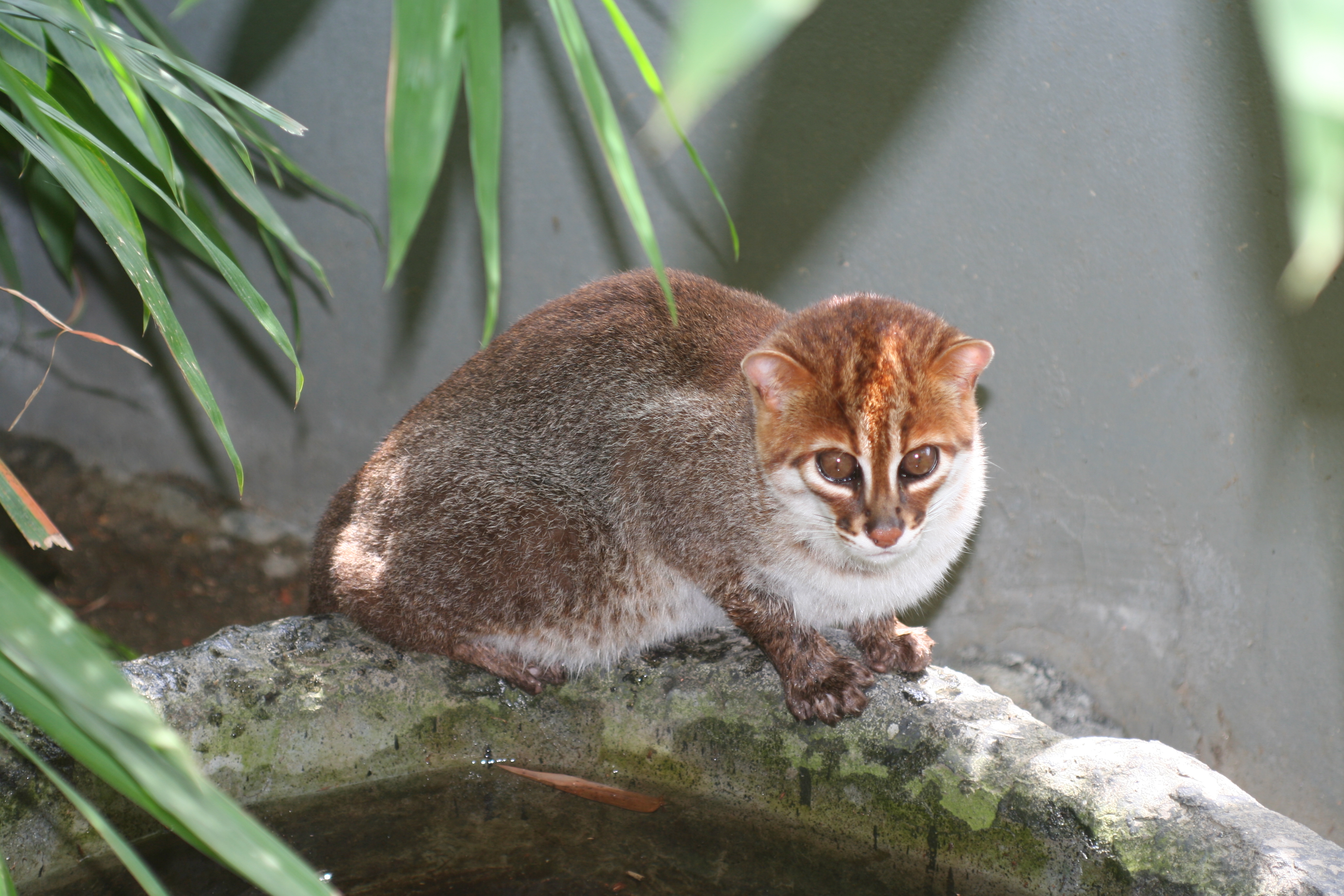 flat-headed cat (Prionailurus planiceps); Image ONLY
