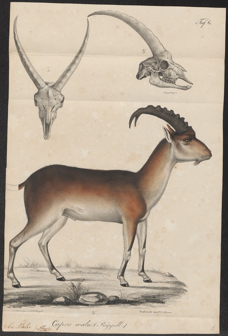 walia ibex (Capra walie); DISPLAY FULL IMAGE.