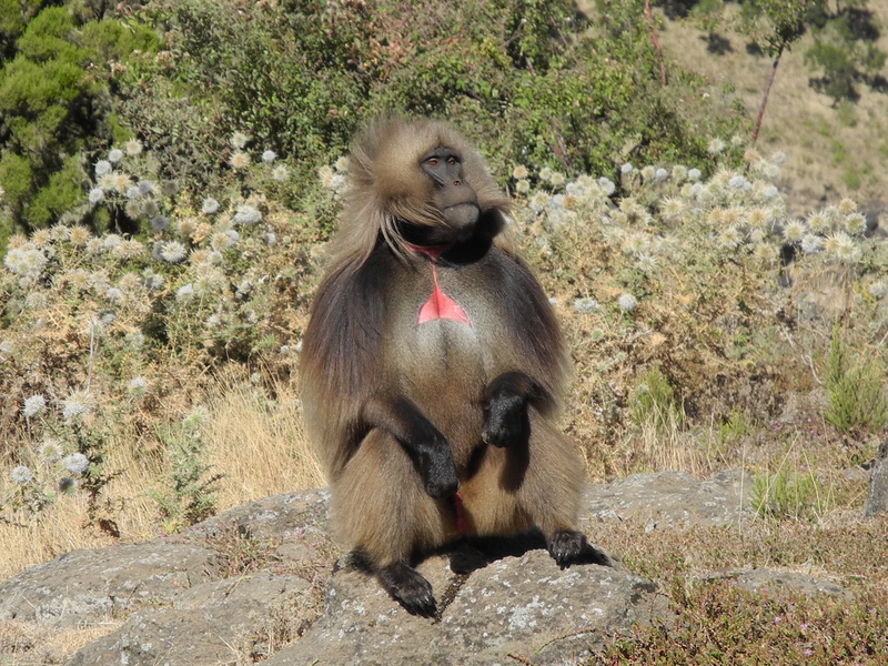gelada baboon (Theropithecus gelada); DISPLAY FULL IMAGE.