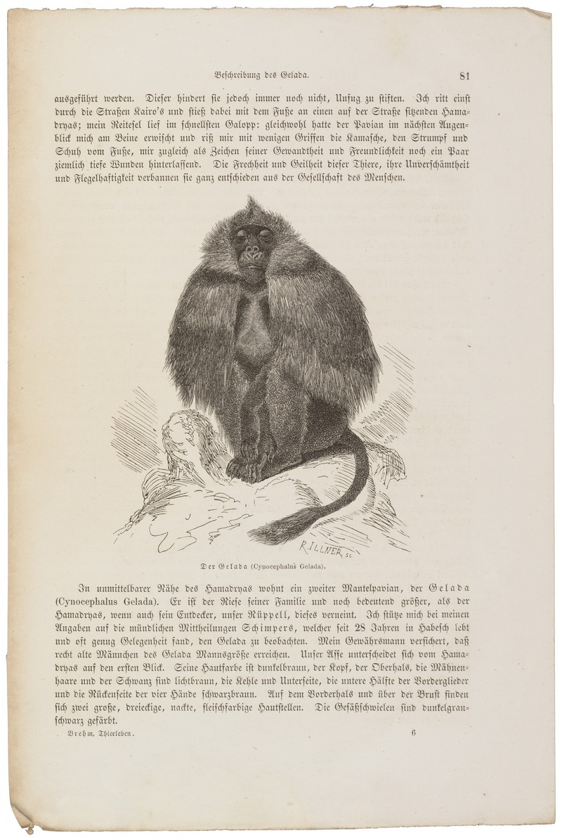 gelada baboon (Theropithecus gelada); DISPLAY FULL IMAGE.