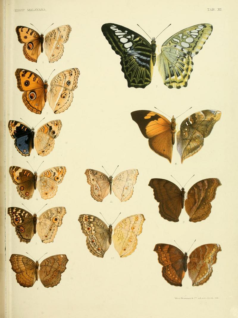 Rhopalocera Malayana: A description of the butterflies of the Malay Peninsula; DISPLAY FULL IMAGE.