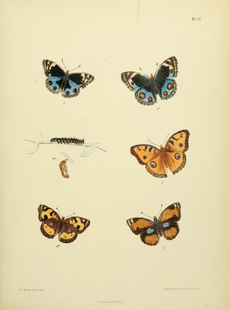 blue pansy (Junonia orithya), peacock pansy (Junonia almana), dark blue pansy (Junonia oenone); DISPLAY FULL IMAGE.