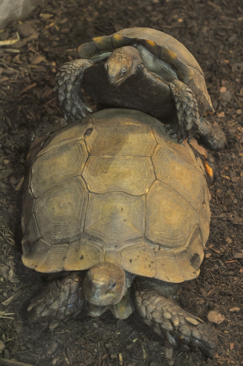 Asian forest tortoise (Manouria emys); DISPLAY FULL IMAGE.