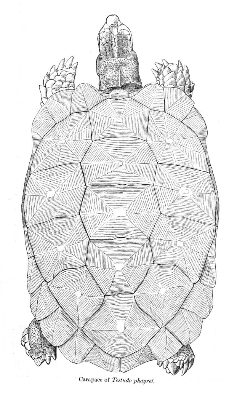 Asian forest tortoise (Manouria emys); DISPLAY FULL IMAGE.