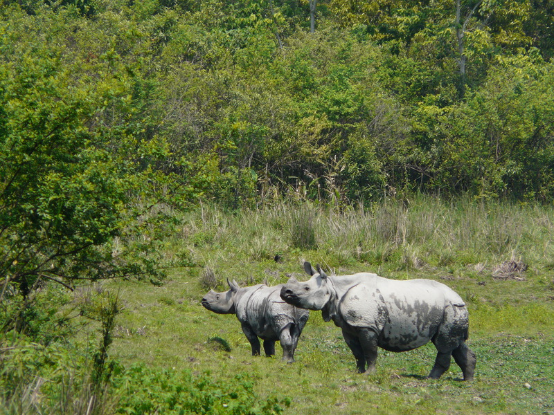 Indian rhinoceros (Rhinoceros unicornis); DISPLAY FULL IMAGE.