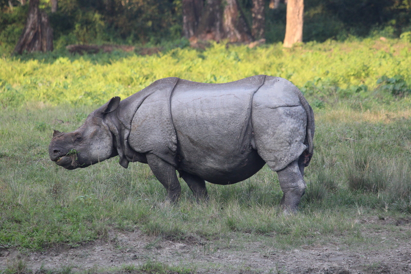 Indian rhinoceros (Rhinoceros unicornis); DISPLAY FULL IMAGE.
