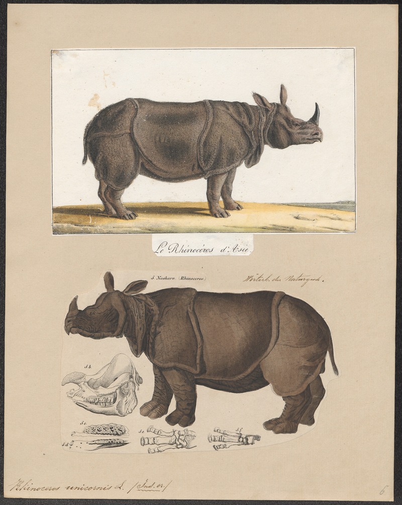 rhinoceros unicornis smithsonian museum