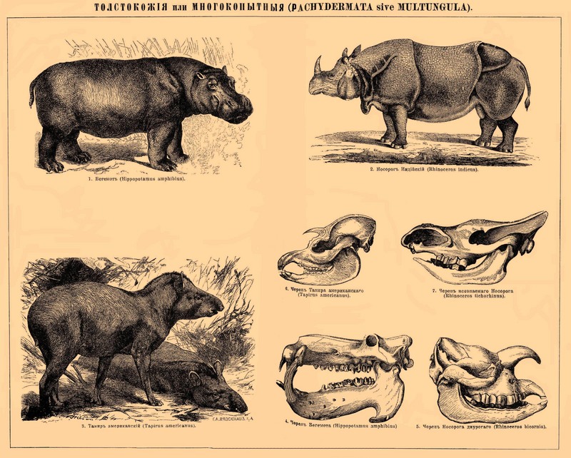 common hippopotamus (Hippopotamus amphibius), Indian rhinoceros (Rhinoceros unicornis), South American tapir (Tapirus terrestris); DISPLAY FULL IMAGE.