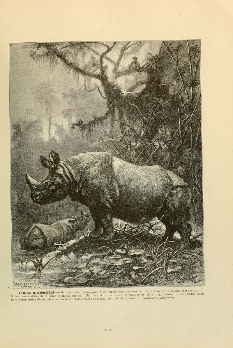 rhinoceros unicornis