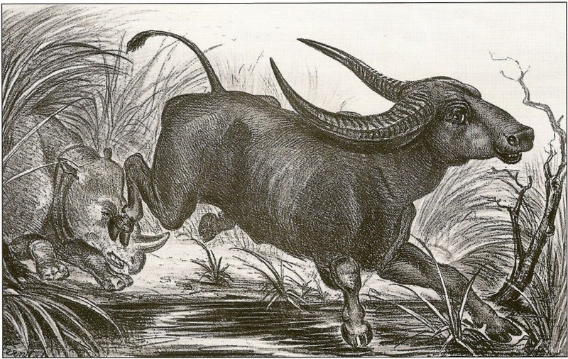 wild water buffalo (Bubalus arnee), Indian rhinoceros (Rhinoceros unicornis); DISPLAY FULL IMAGE.
