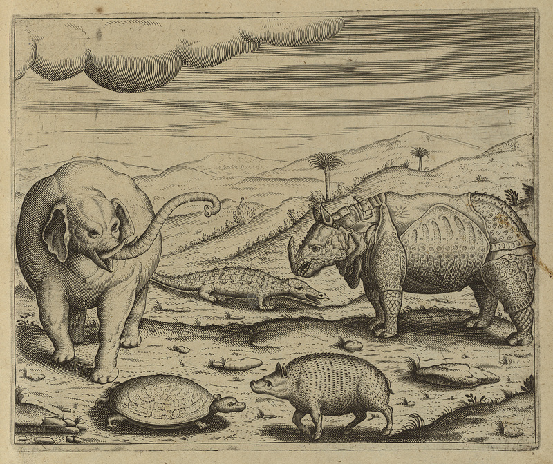 Asiatic elephant (Elephas maximus), Indian rhinoceros (Rhinoceros unicornis); DISPLAY FULL IMAGE.
