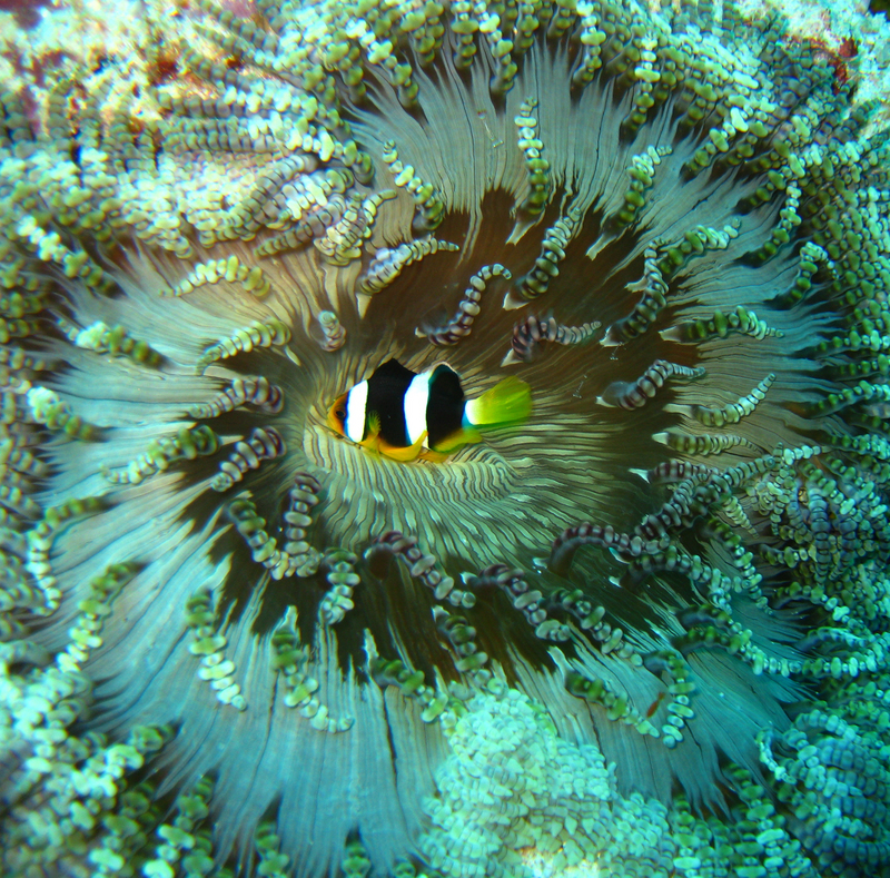 Clark's anemonefish, yellowtail clownfish (Amphiprion clarkii); DISPLAY FULL IMAGE.