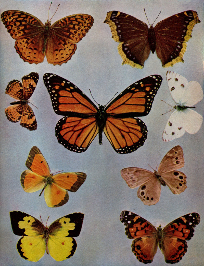 Aphrodite fritillary (Speyeria aphrodite alcestis), silvery checkerspot (Chlosyne nycteis), orange sulphur (Colias eurytheme), southern dogface (Zerene cesonia), monarch butterfly (Danaus plexippus), Camberwell beauty (Nymphalis antiopa), checkered white (Pontia protodice), southern pearly eye (Enodia portlandia), American painted lady (Vanessa virginiensis); DISPLAY FULL IMAGE.