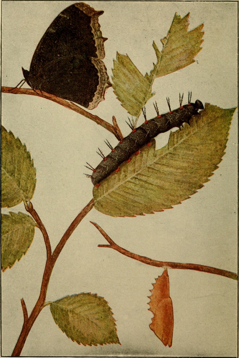 Camberwell beauty, mourning cloak (Nymphalis antiopa); DISPLAY FULL IMAGE.