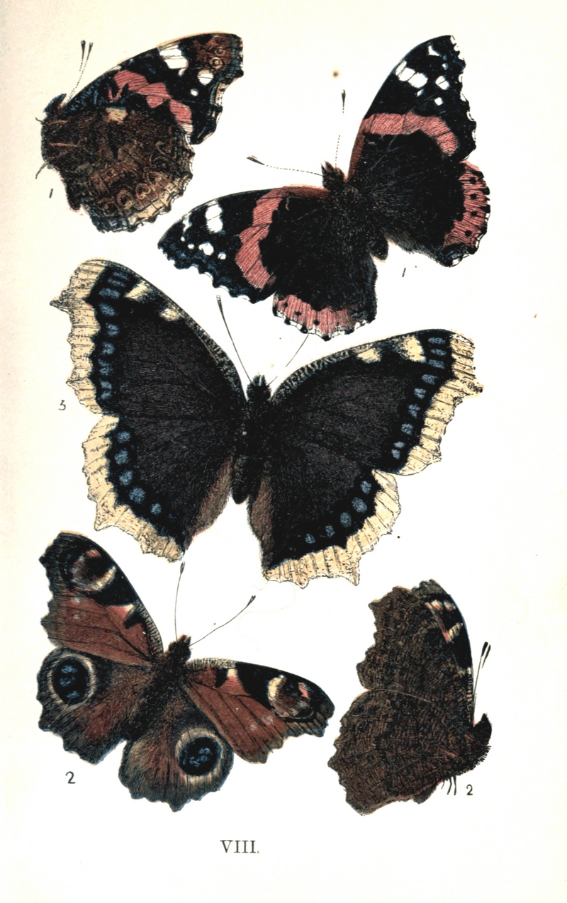 red admiral (Vanessa atalanta), peacock butterfly (Aglais io), Camberwell beauty (Nymphalis antiopa); DISPLAY FULL IMAGE.