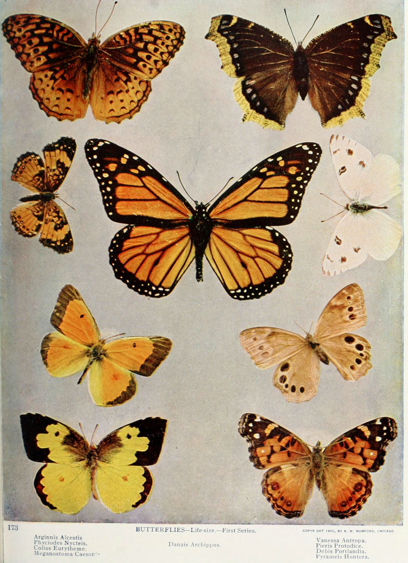 Aphrodite fritillary (Speyeria aphrodite alcestis), silvery checkerspot (Chlosyne nycteis), orange sulphur (Colias eurytheme), southern dogface (Zerene cesonia), monarch butterfly (Danaus plexippus), Camberwell beauty (Nymphalis antiopa), checkered white (Pontia protodice), southern pearly eye (Enodia portlandia), American painted lady (Vanessa virginiensis); DISPLAY FULL IMAGE.