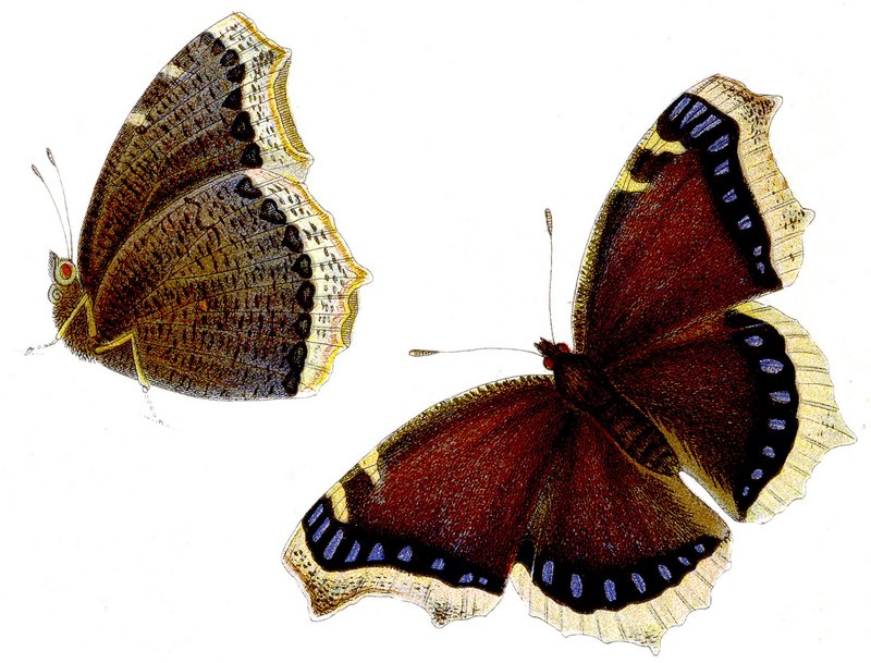 Camberwell beauty, mourning cloak (Nymphalis antiopa); DISPLAY FULL IMAGE.