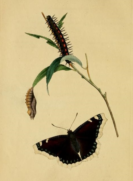 Camberwell beauty, mourning cloak (Nymphalis antiopa); Image ONLY