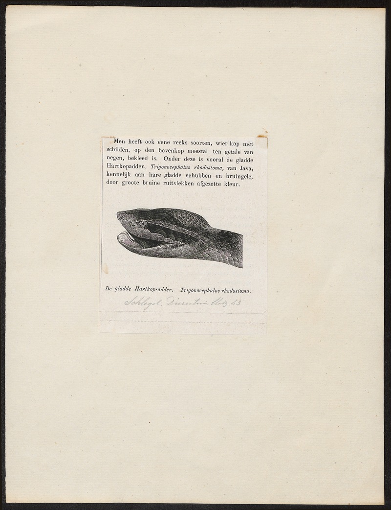 Malayan ground pit viper (Calloselasma rhodostoma); DISPLAY FULL IMAGE.