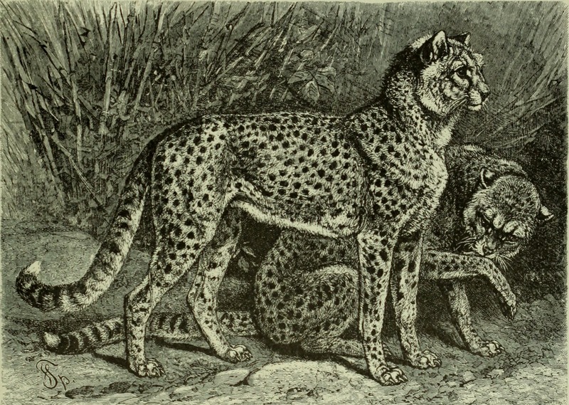 cheetah (Acinonyx jubatus); DISPLAY FULL IMAGE.