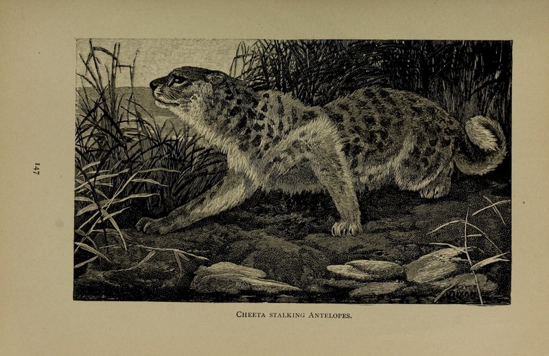 cheetah (Acinonyx jubatus); DISPLAY FULL IMAGE.