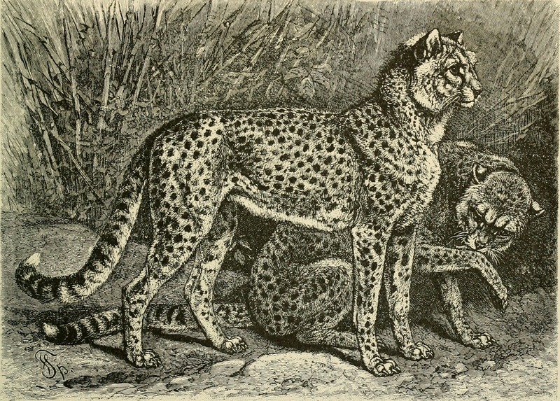 cheetah (Acinonyx jubatus); DISPLAY FULL IMAGE.