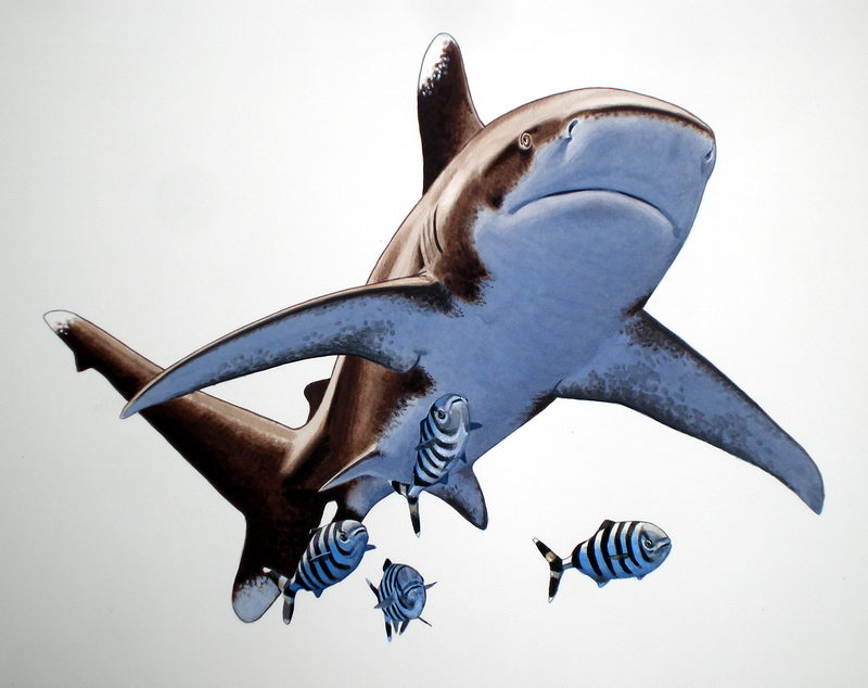 oceanic whitetip shark (Carcharhinus longimanus); DISPLAY FULL IMAGE.