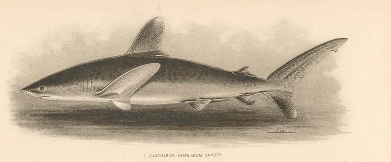oceanic whitetip shark (Carcharhinus longimanus); DISPLAY FULL IMAGE.