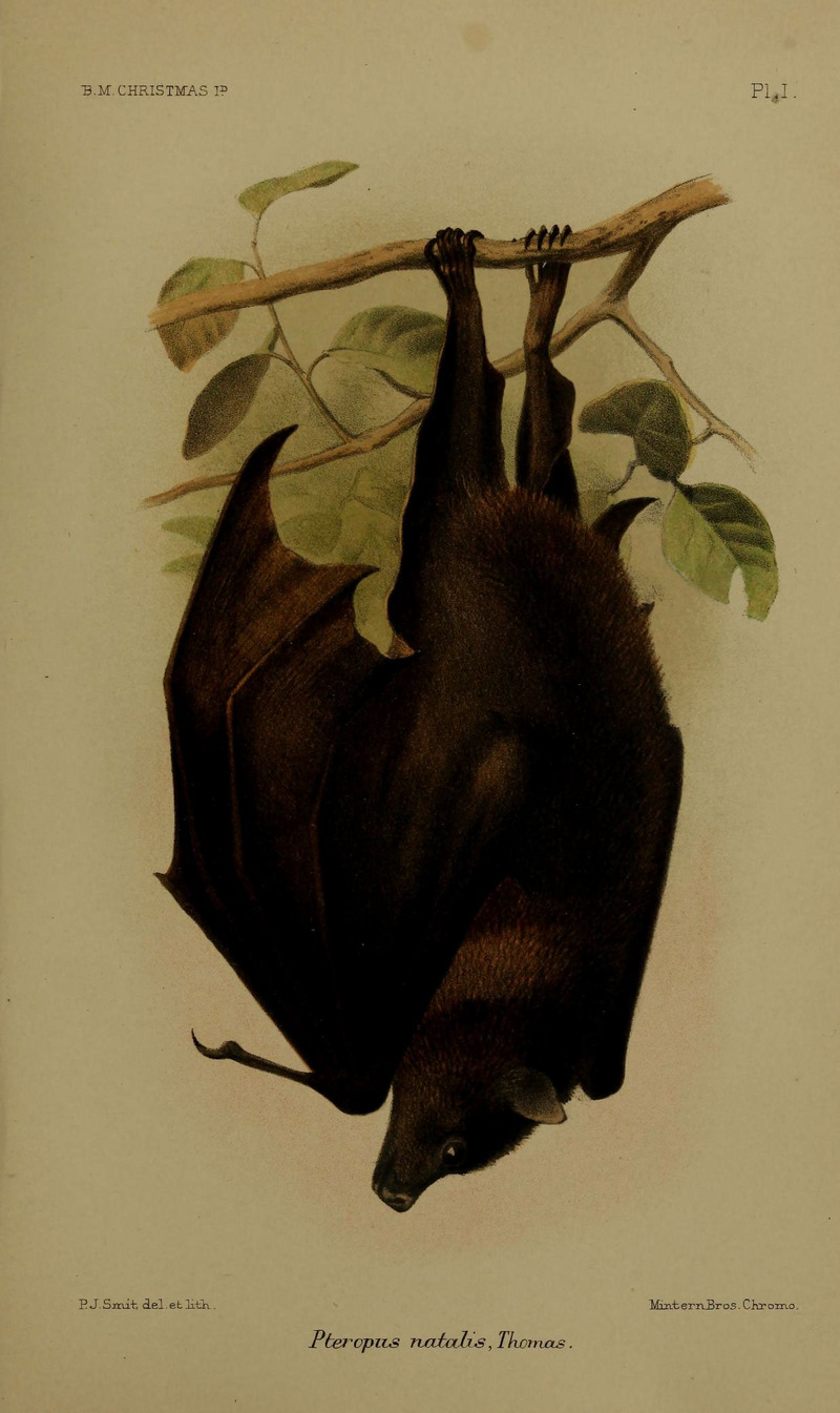 black-eared flying fox (Pteropus melanotus); DISPLAY FULL IMAGE.