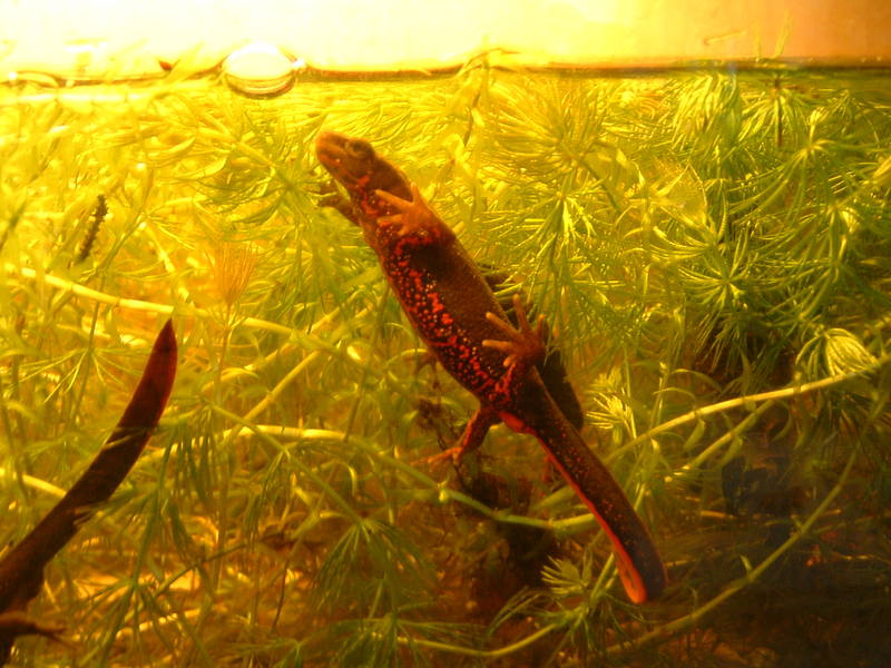 Japanese fire belly newt (Cynops pyrrhogaster); DISPLAY FULL IMAGE.