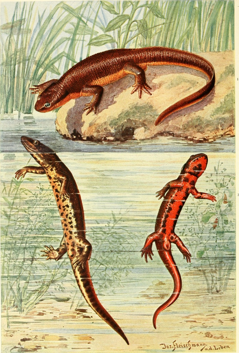 orange-bellied newt (Taricha torosa), Sardinian brook salamander (Euproctus platycephalus), Japanese fire belly newt (Cynops pyrrhogaster); DISPLAY FULL IMAGE.
