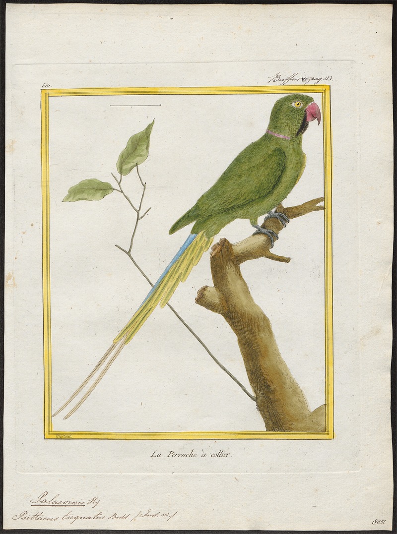 rose-ringed parakeet (Psittacula krameri); DISPLAY FULL IMAGE.