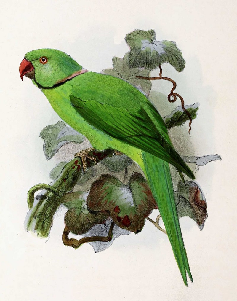 rose-ringed parakeet (Psittacula krameri); DISPLAY FULL IMAGE.