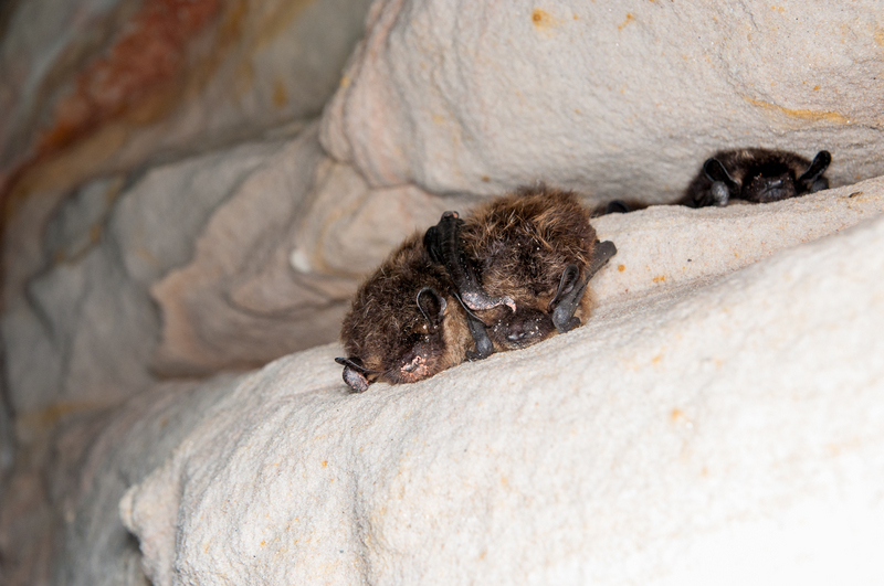 northern bat (Eptesicus nilssonii); DISPLAY FULL IMAGE.