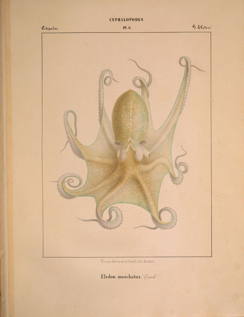 musky octopus (Eledone moschata); DISPLAY FULL IMAGE.