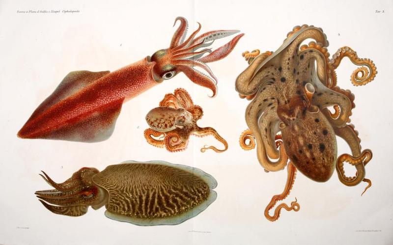 European squid (Loligo vulgaris), Atlantic Warty Octopus (Scaeurgus unicirrhus), common cuttlefish (Sepia officinalis), musky octopus (Eledone moschata); DISPLAY FULL IMAGE.