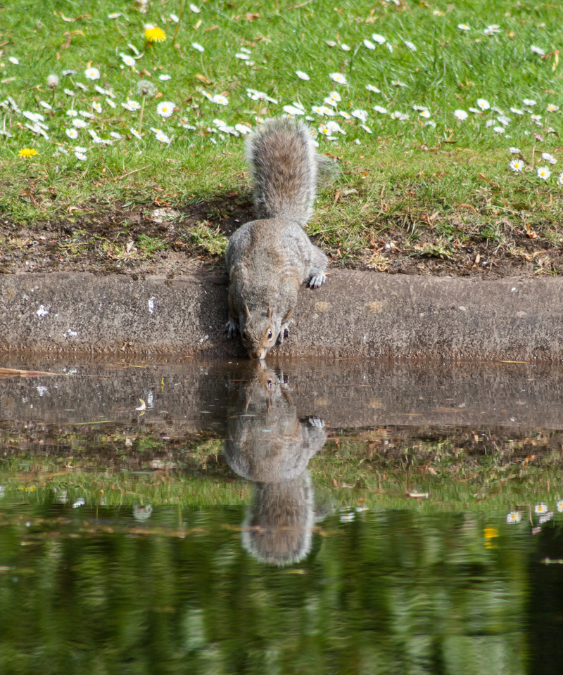 eastern gray squirrel (Sciurus carolinensis); DISPLAY FULL IMAGE.